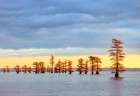 Bald cypress trees and autumn colors in southern swamp at sunrise, Caddo Lake, Texas. Art Print